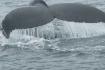WHALE WATCHING SANREMO